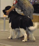 Превью фото № 169494