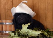 Превью фото № 169502