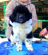 Превью фото № 169527