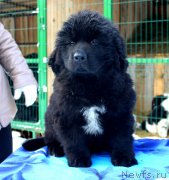 Превью фото № 169529