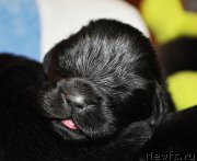 Превью фото № 169551