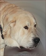 Превью фото № 169562