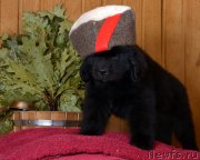 Превью фото № 169565