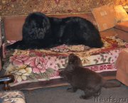 Превью фото № 169621