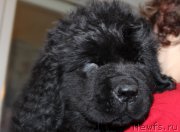 Превью фото № 169635