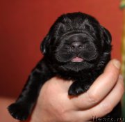 Превью фото № 169649