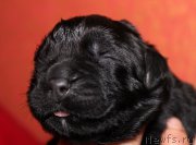 Превью фото № 169651