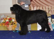 Превью фото № 169676