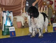 Превью фото № 169680