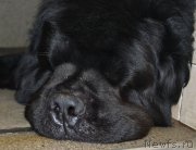 Превью фото № 169731