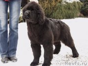 Превью фото № 169732