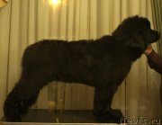 Превью фото № 169758