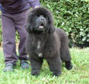 Превью фото № 169761