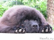 Превью фото № 169794