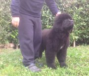 Превью фото № 169797