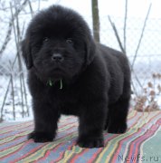 Превью фото № 169815