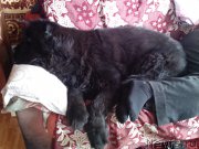 Превью фото № 169848