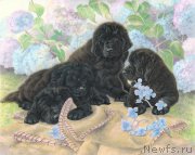 Превью фото № 169904