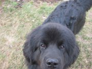 Превью фото № 169905