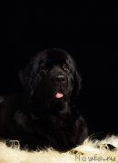 Превью фото № 169923