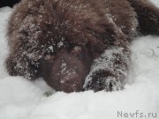 Превью фото № 169949