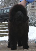 Превью фото № 169956