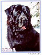 Превью фото № 169965