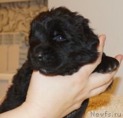 Превью фото № 169972