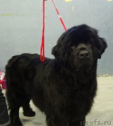 Превью фото № 170129