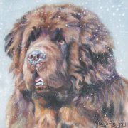 Превью фото № 170232