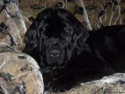 Превью фото № 170339