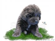 Превью фото № 170341