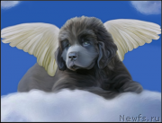 Превью фото № 170342