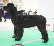 Превью фото № 170358