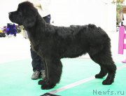 Превью фото № 170359