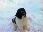 Превью фото № 170549