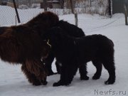 Превью фото № 170651