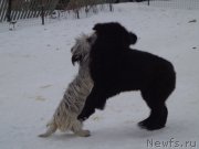 Превью фото № 170654