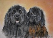 Превью фото № 170664