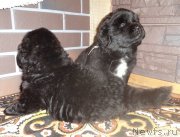 Превью фото № 170665