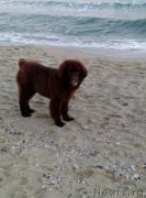 Превью фото № 170675