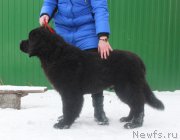 Превью фото № 170676