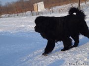 Превью фото № 170705