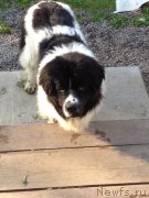 Превью фото № 170742