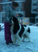 Превью фото № 170751