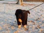 Превью фото № 170754