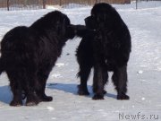 Превью фото № 170777