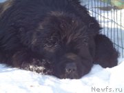 Превью фото № 170778