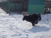 Превью фото № 170779