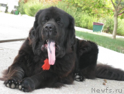 Превью фото № 170831